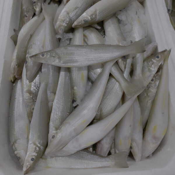 沙椎魚