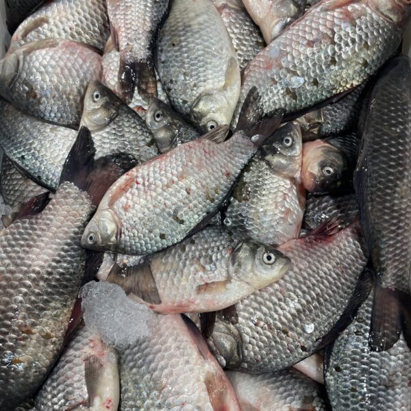 鯽魚仔