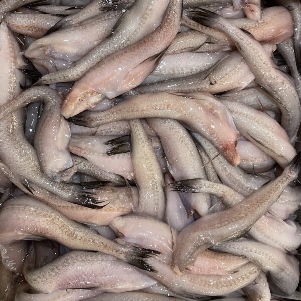 九肚魚