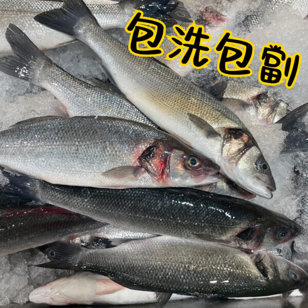 海鱸魚