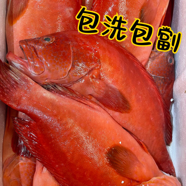 紅瓜子斑
