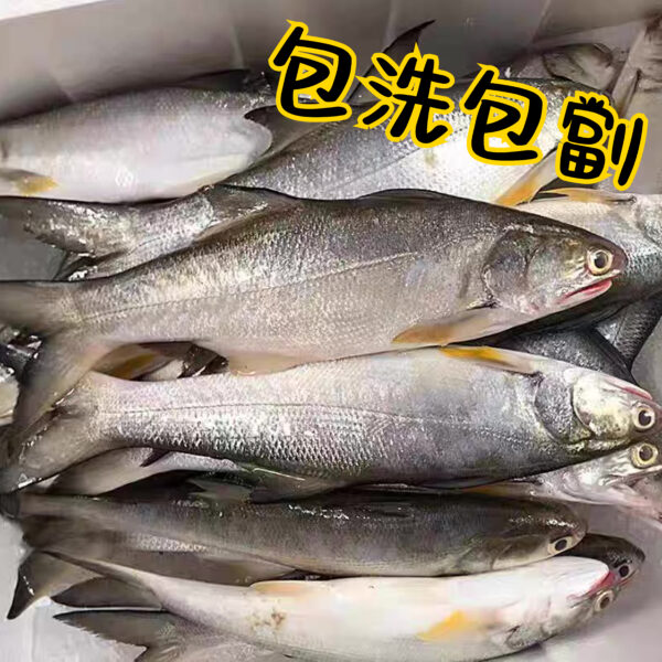 馬友