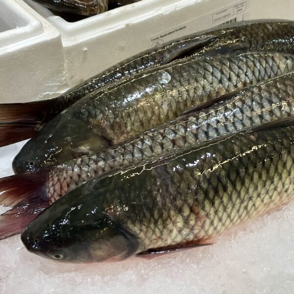 大鯇魚