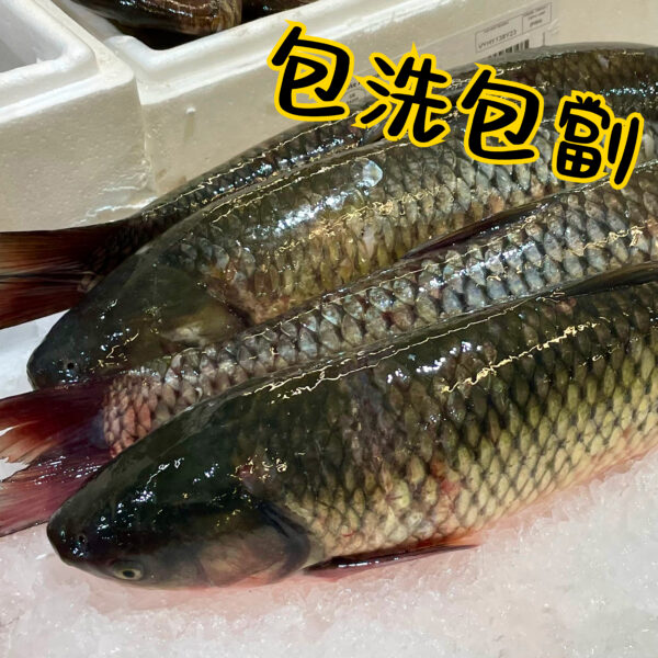大鯇魚