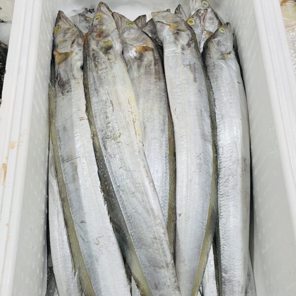 牙帶魚