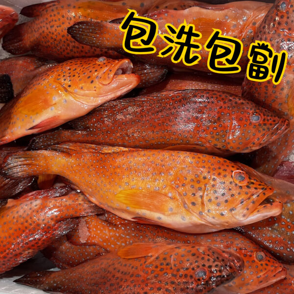 東星斑