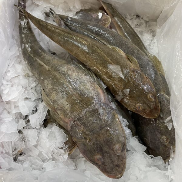 牛鰍魚