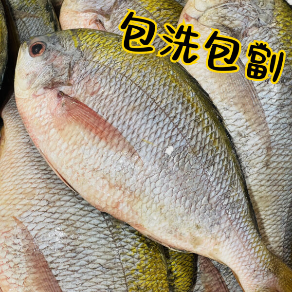 彩虹鯛